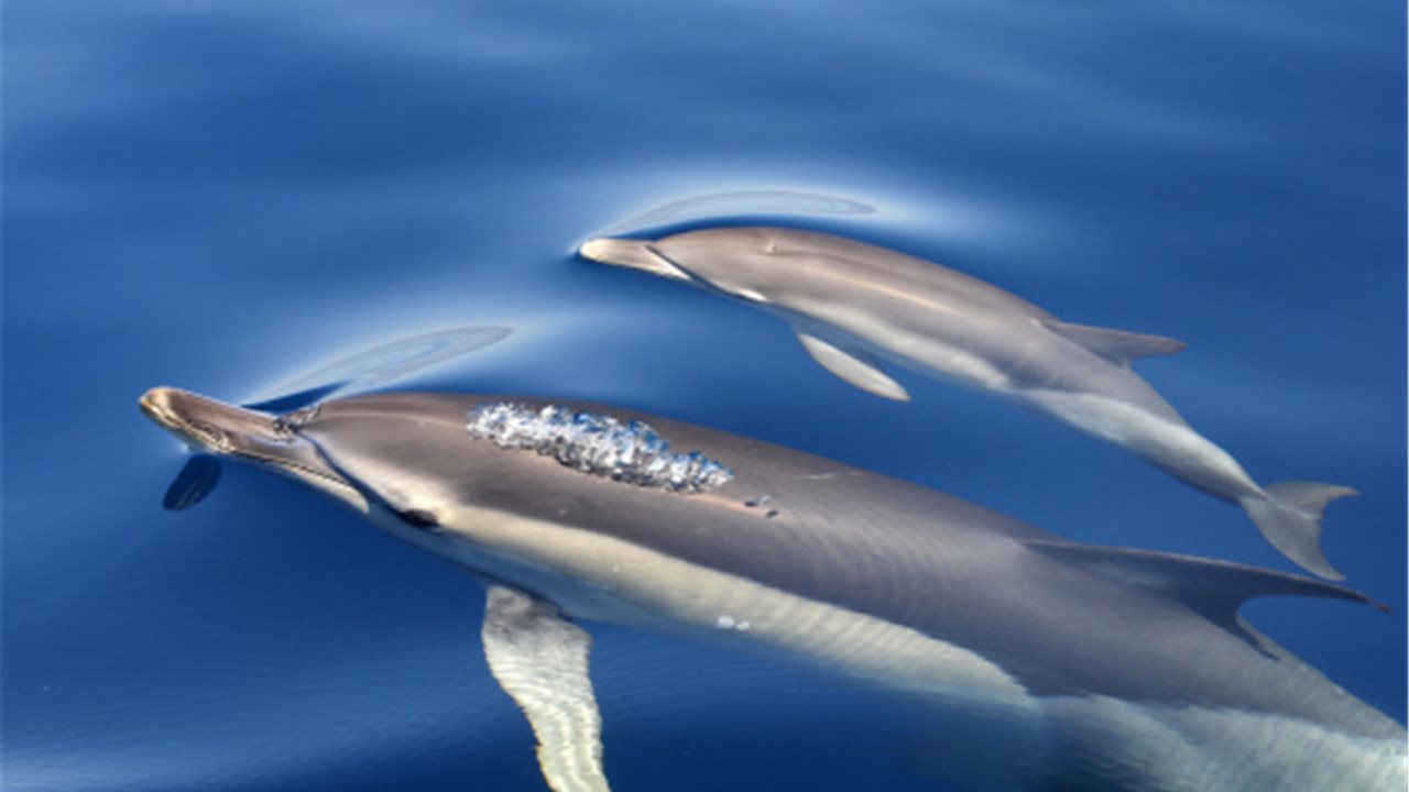 nadar-con-delfines